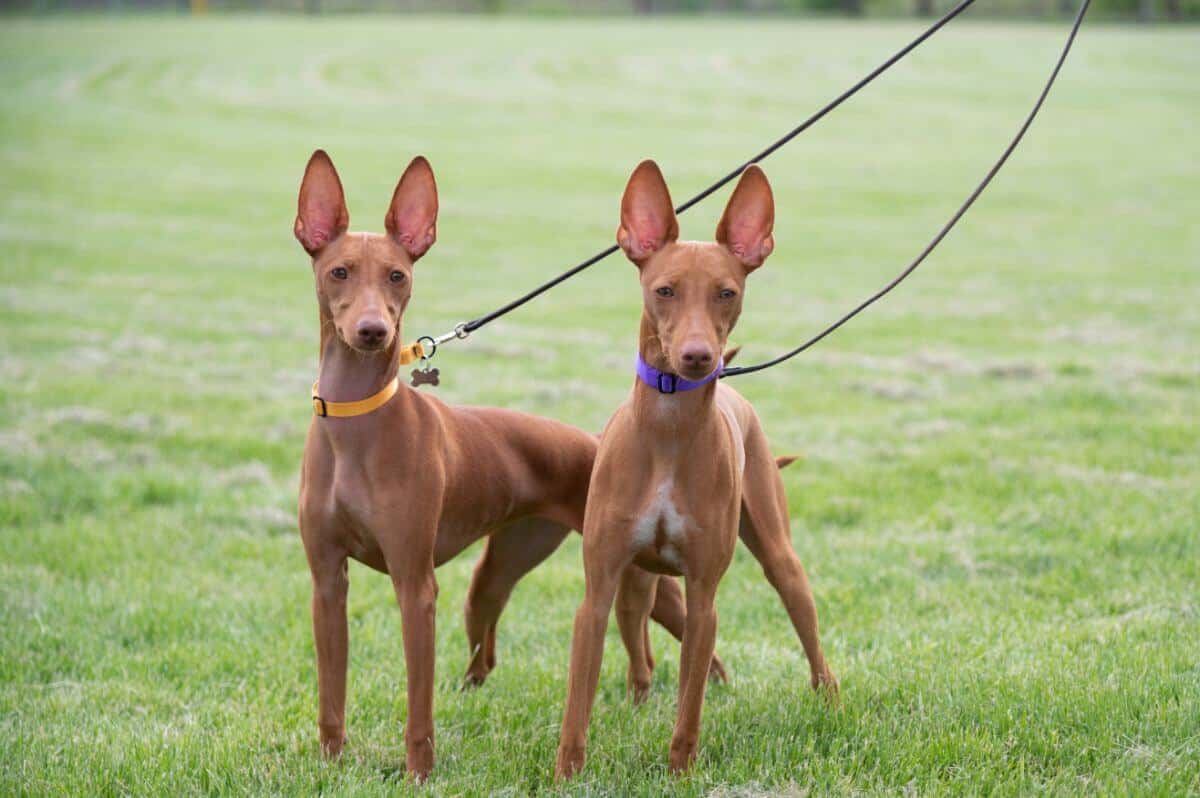Two Cirnechi dell’Etna dogs on a leash in a field.