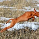 Cirneco dell’Etna dog leaping energetically in a field.