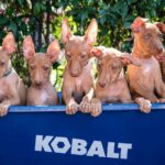 Six Cirnechi dell’Etna puppies sitting in a blue wheelbarrow.