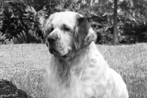 Find a Breeder or Rescue