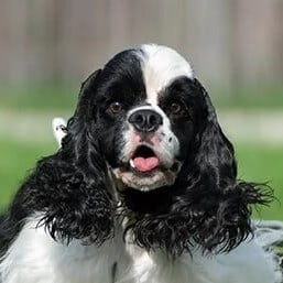 Close-up head photo of a Cocker Spaniel.