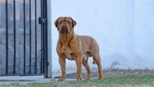 Dogue de Bordeaux