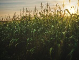 field of corn