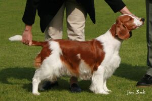 How is Welsh Springer Spaniel Judged