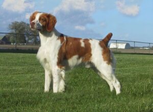 Living With Brittany Dogs - Characteristics & Traits