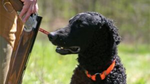 Curly-Coated Retriever head photo.