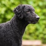 Curly-Coated-Retriever head profile outdoors.