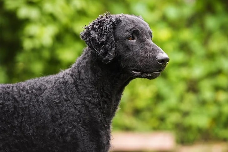 Curly-Coated-Retriever head profile outdoors.
