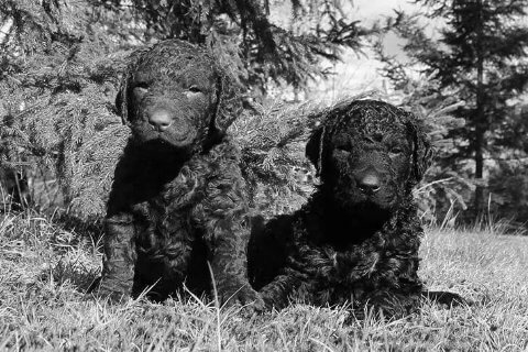 Find a Breeder or Rescue