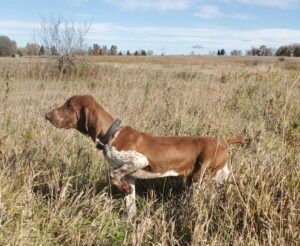 Bracco Italiano AKC Recognition