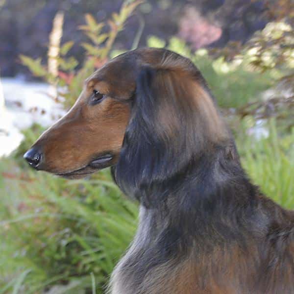 A side photo of Dachshund's head.