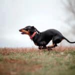 Dachshund running on a field.