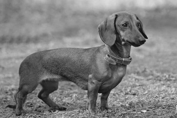 Find a Breeder or Rescue