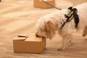 Petit Basset Griffon Vendeen dog using his nose to sniff