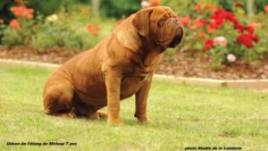 Side photo of a Dogue De Bordeaux sitting on grass in the yard with flowers in the background.