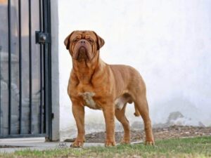 Dogue de Bordeaux standing outside