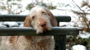 Spinone Italiano