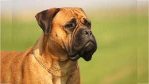 Bullmastiff