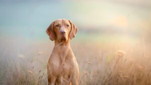 Vizsla