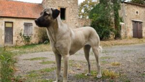Anatolian Shepherd