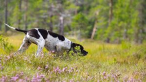 Pointer