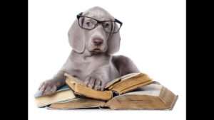 Weimaraner
