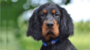 Gordon Setter