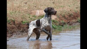 German Shorthaired Pointer