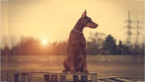 Doberman Pinscher