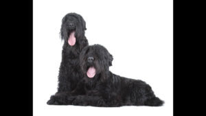 Black Russian Terrier