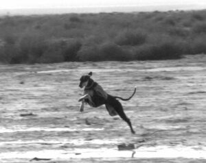 Athletic Salukis should be able to expeditiously navigate obstacles at speed. Efficient movement is grace and symmetry.