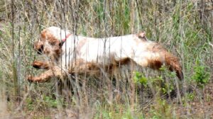 English Cocker Spaniel in the field.