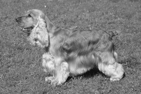 Find a Breeder or Rescue