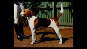 English Foxhound
