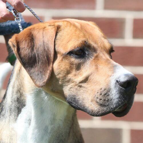 Close-up head photo of an English Foxhound.