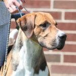 A close-up photo of an English Foxhound.