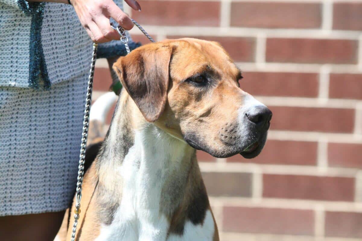 A close-up photo of an English Foxhound.