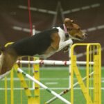 A photo of an English Foxhound jumbing.