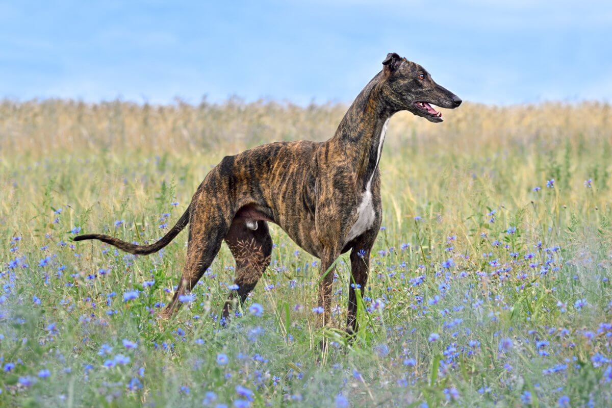 Greyhound standing on grass field over blue sky bagkground