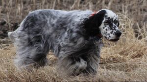 A Blue Belton show dog on point, showing correct coat texture, even flecking all over, and great intensity.
