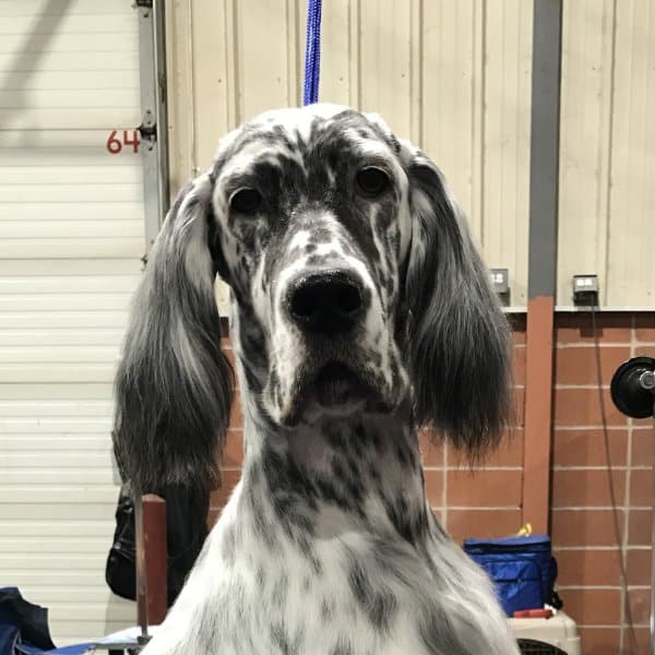 Head photo of an English Setter.