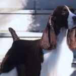 Close-up photo of an English Springer Spaniel dog.