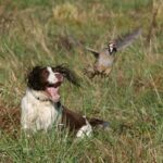 English Springer Spaniel chasing a bird.