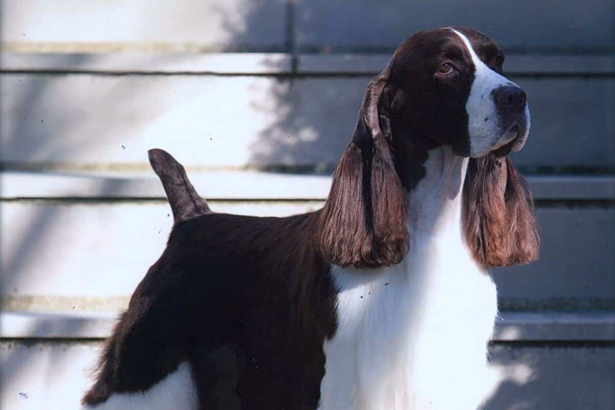 Close-up photo of an English Springer Spaniel dog.