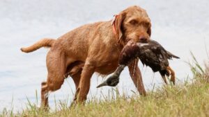 Wirehaired Vizsla