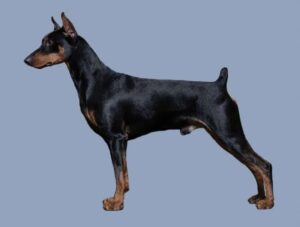 German Pinscher Cropping Docking