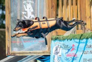 German Pinscher