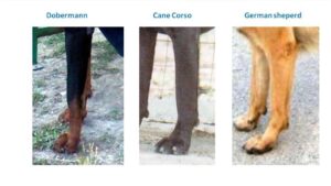 Judging the Cane Corso