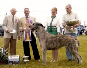Limerick Irish Wolfhounds | Linda Souza