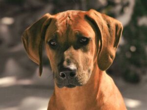 Ridgeback headshot.